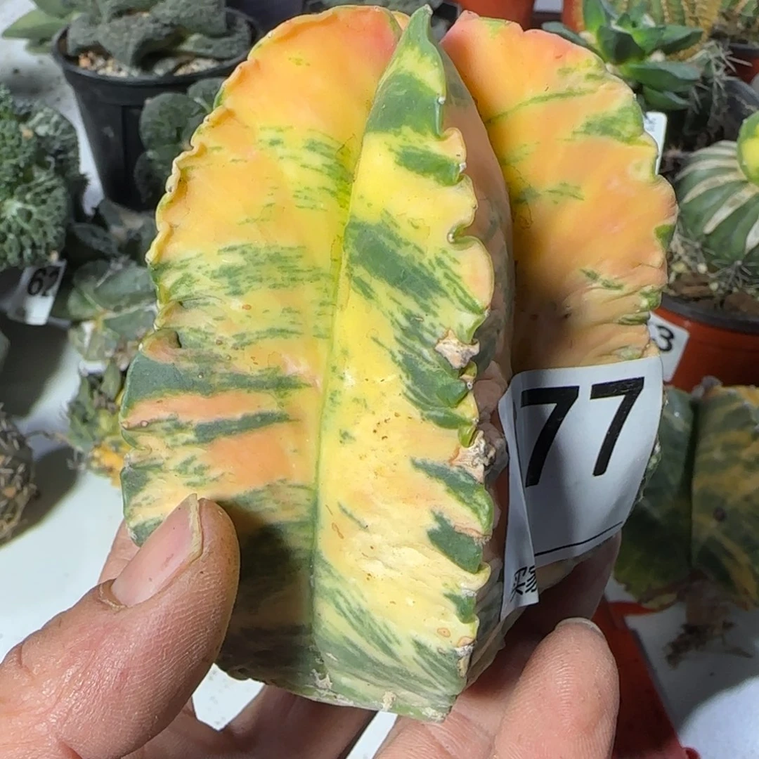 【闪购商品】永***人锦677