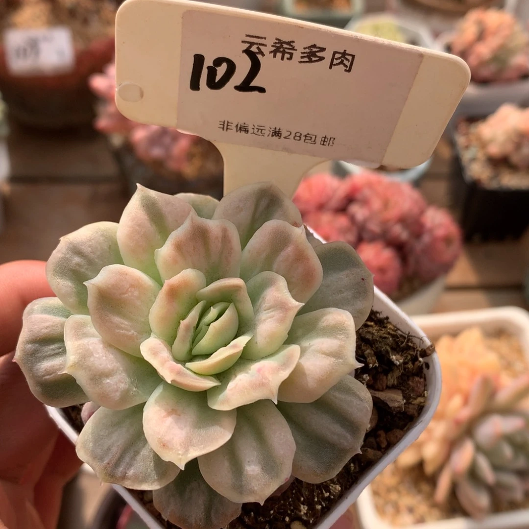 102号泡泡纱裙，一物一拍