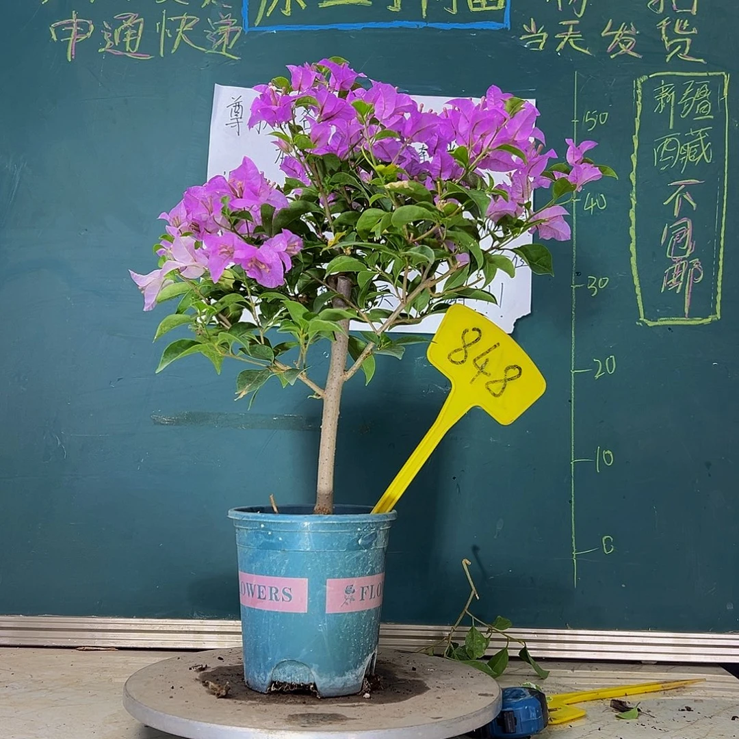 当前无花栽培后可以开花  巴西紫  848