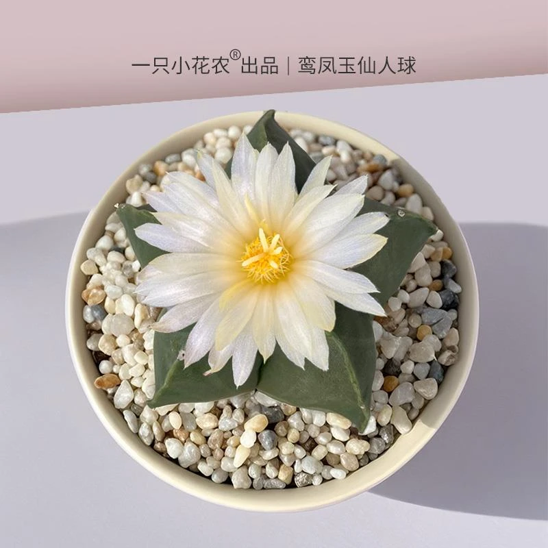 专柜品牌北欧风陶瓷盆仙人掌实生鸾凤玉仙人球盆栽办公室桌面绿植