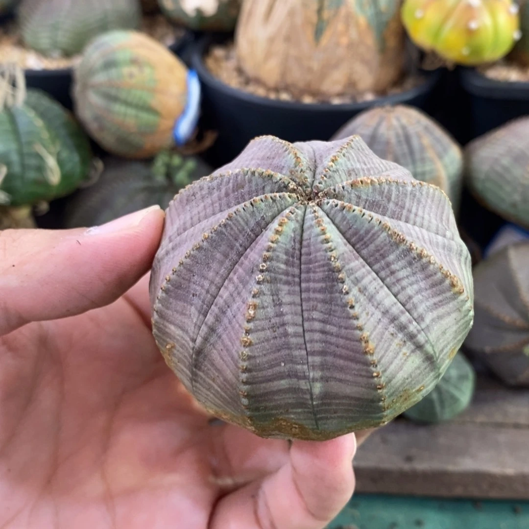欧系实生布纹球多肉植物
