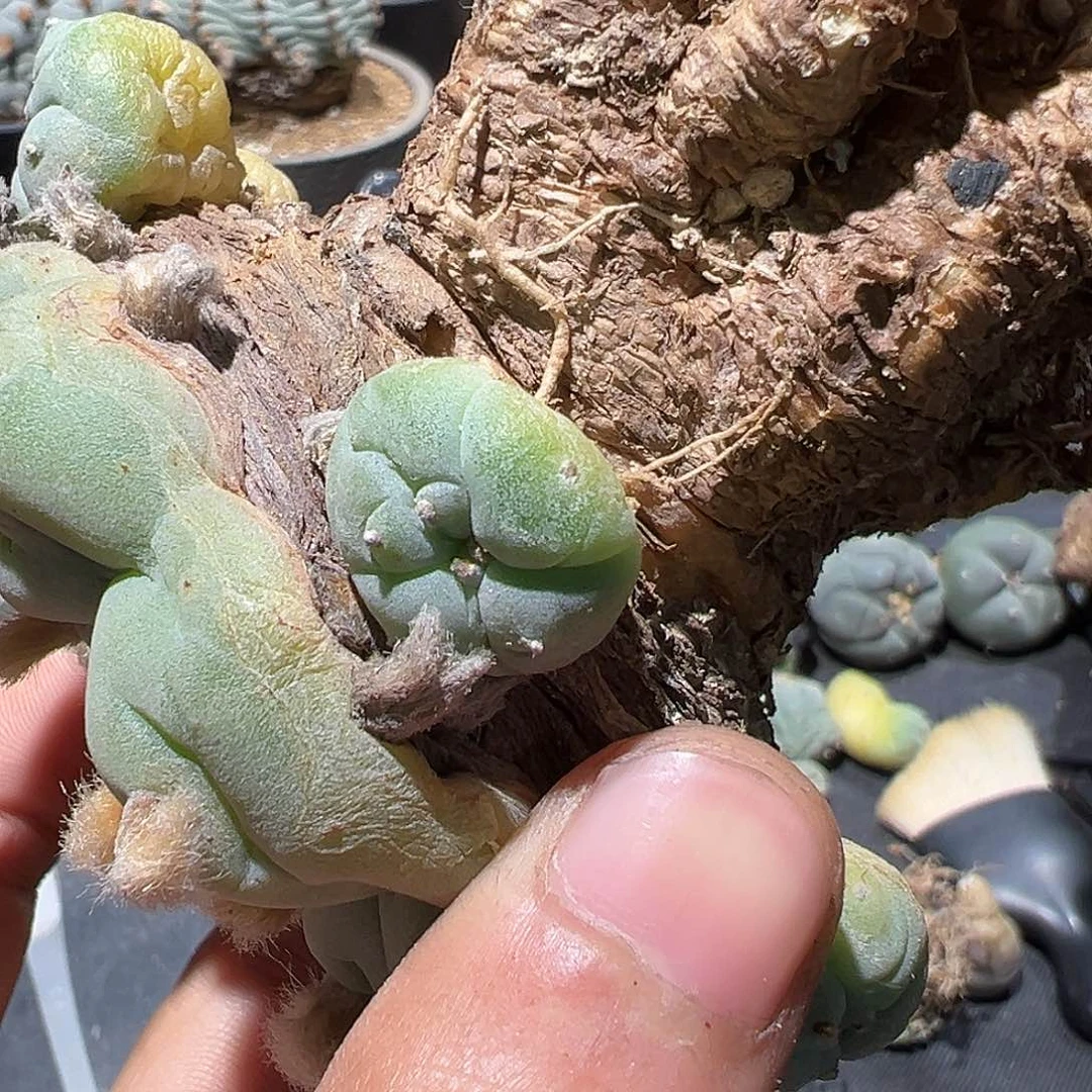 门****闪产地艳肌 大u肋骨 有根