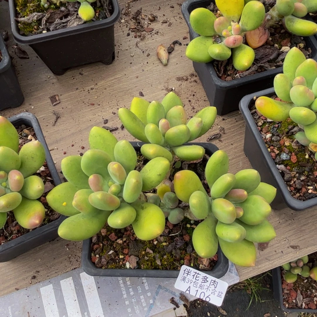 @***怀106芒果奶10cm多肉