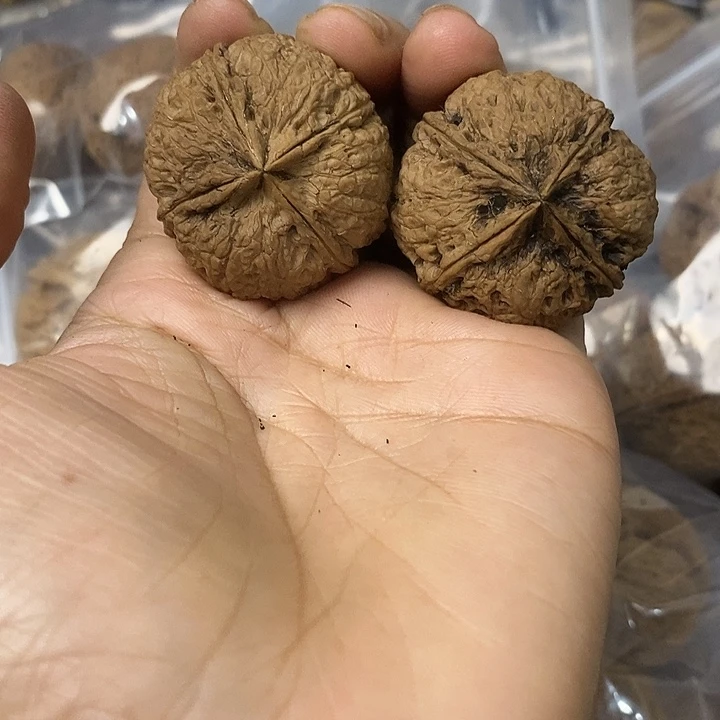 核桃云南铁核桃基地31