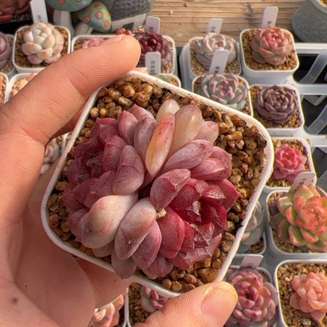 快****格243 多肉植物组合盆栽