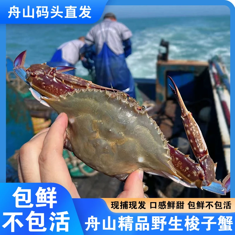 【保鲜不保活】会掉腿！公蟹舟山梭子蟹3斤6-8只装单只3-5两七层肥度