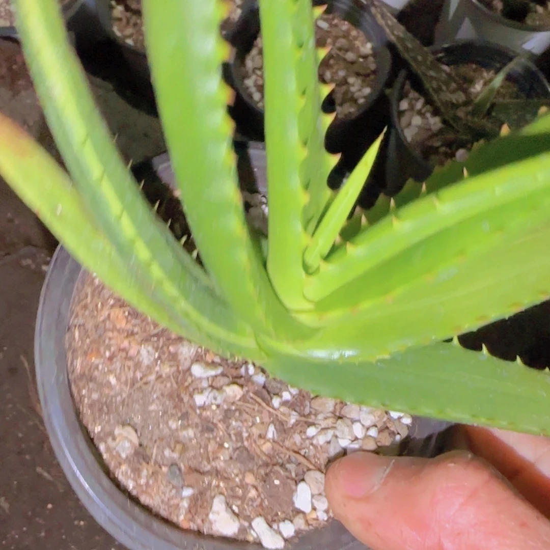 ****小块根植物块根植物