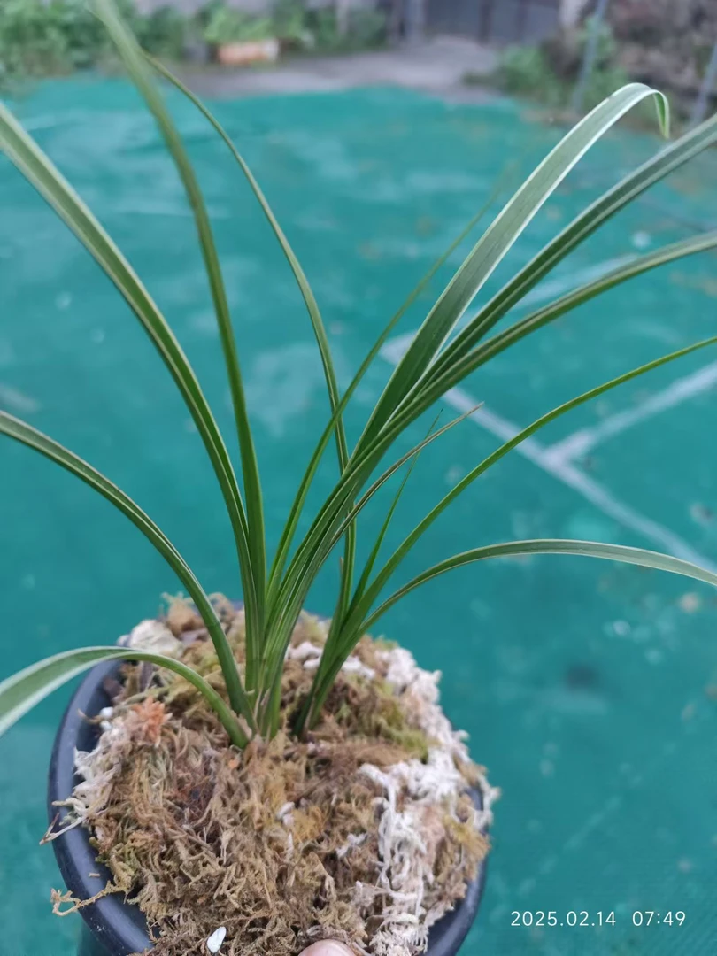 直播间里所卖兰花