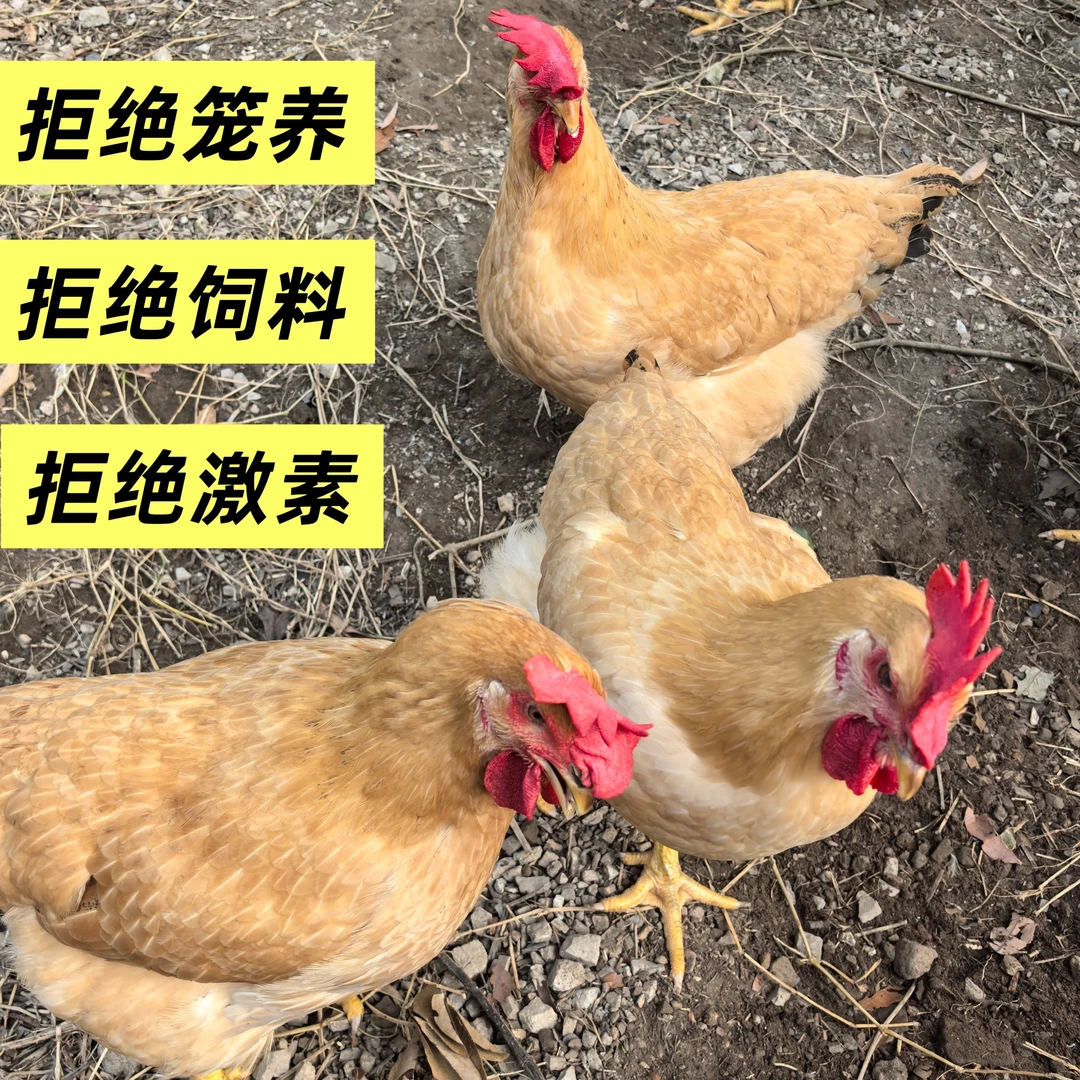 2只山林散养土鸡生鲜鸡现宰黄油老母鸡吃五谷跑山鸡高品质鸡顺丰