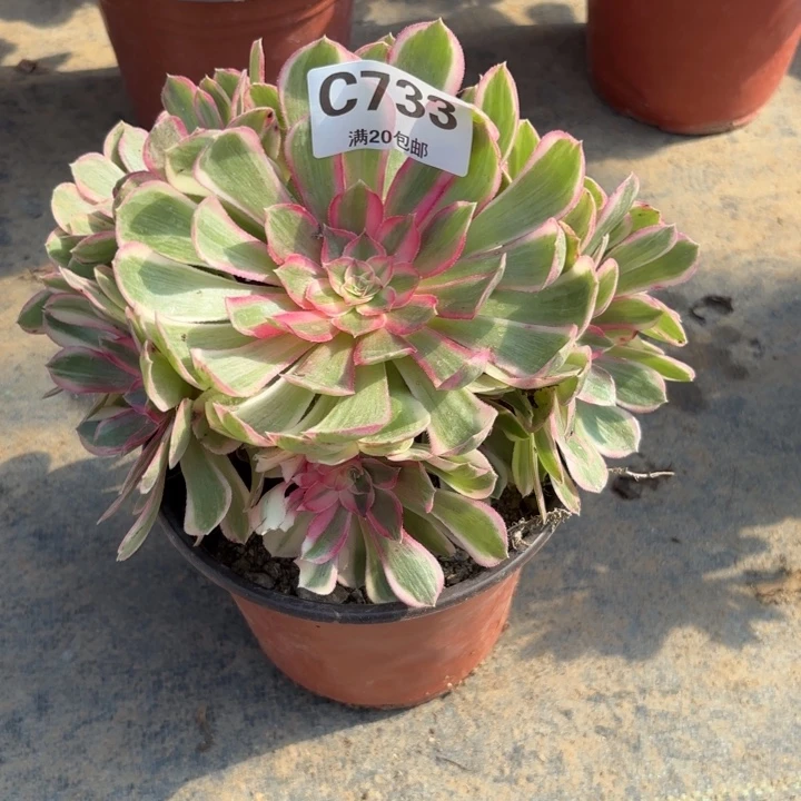 瑞妈多肉园艺733。孔雀翎