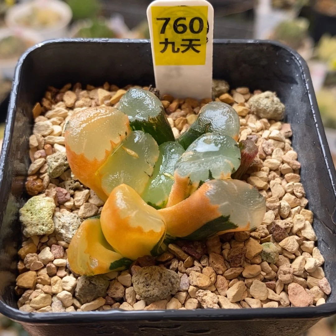760号蜃气楼万象锦带盆