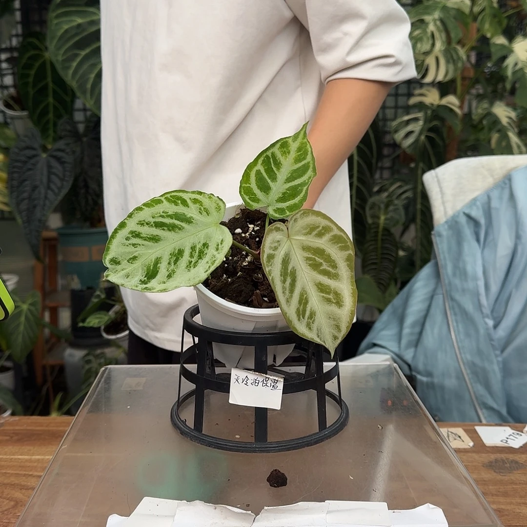 完全开放C121个体银虎咋银色面纱