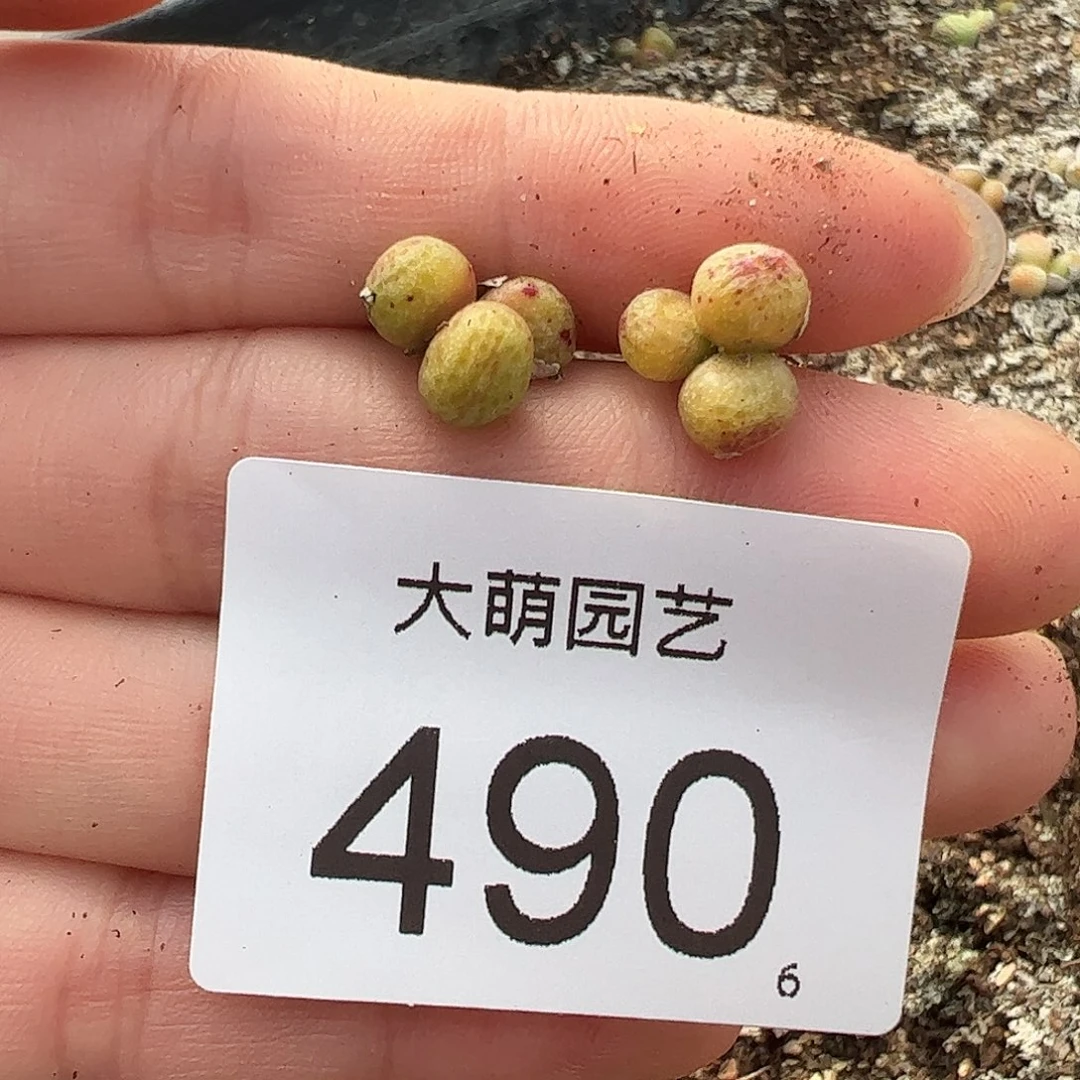 000490量拍园艺1425.95龙猫斑马3头2颗尺寸小