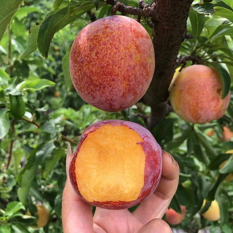 大红袍李子树苗盆栽地栽适应南方北方种植现挖现发