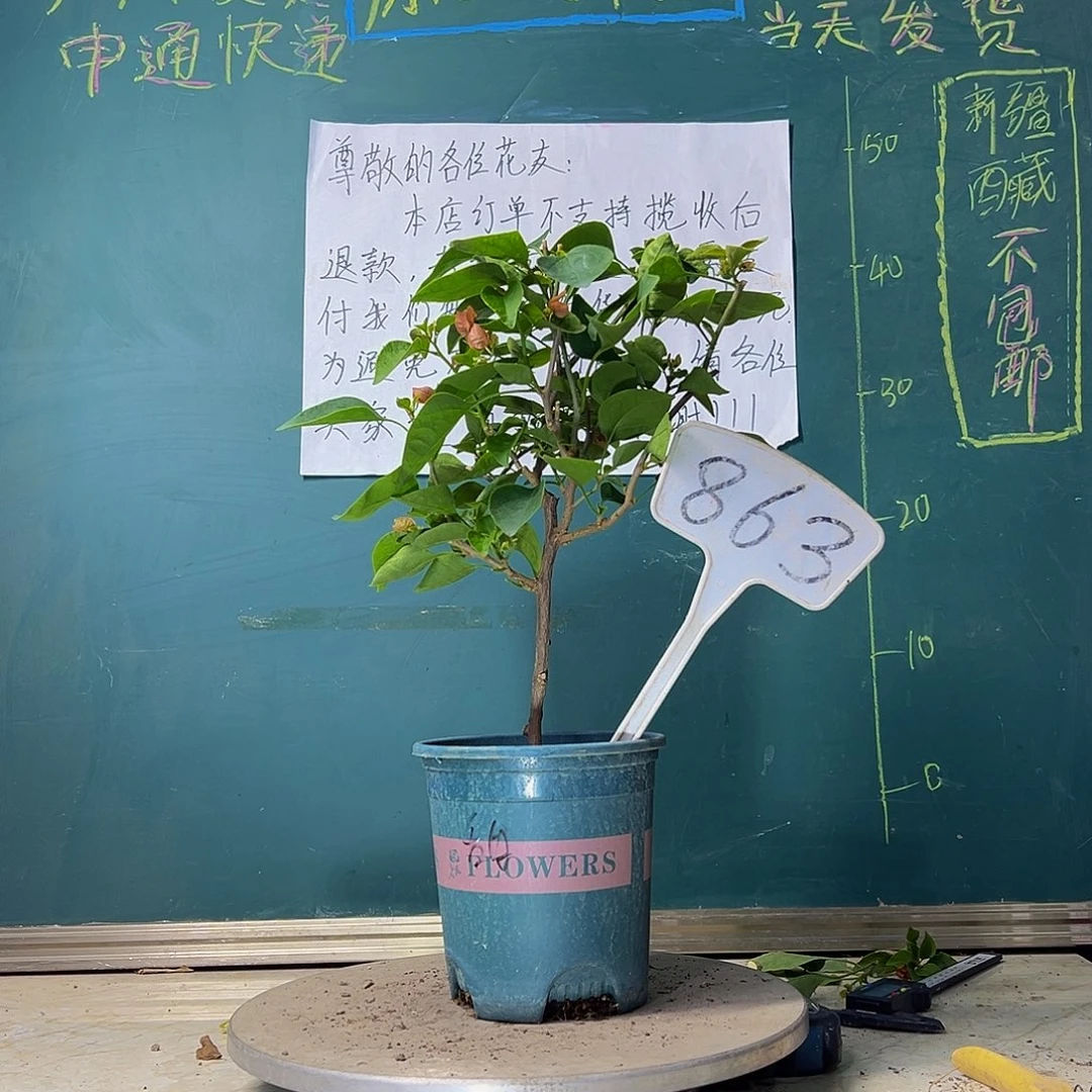 当前无花栽培后可以开花甜西瓜863