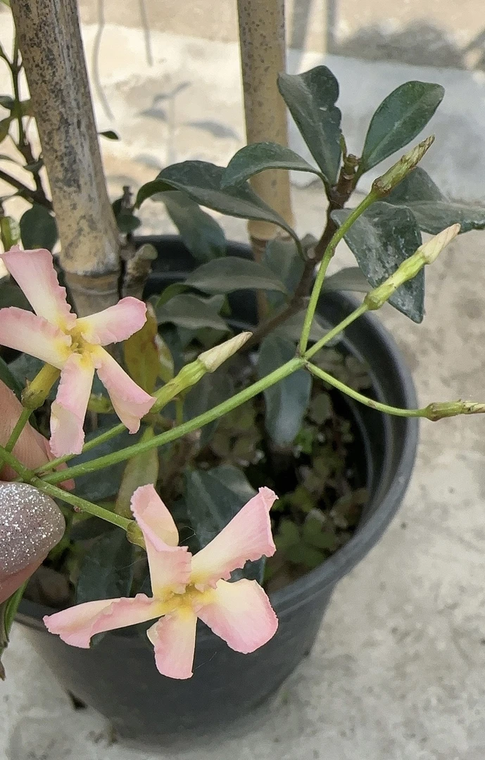 四季常青风车茉莉爬藤植物室内阳台绿植