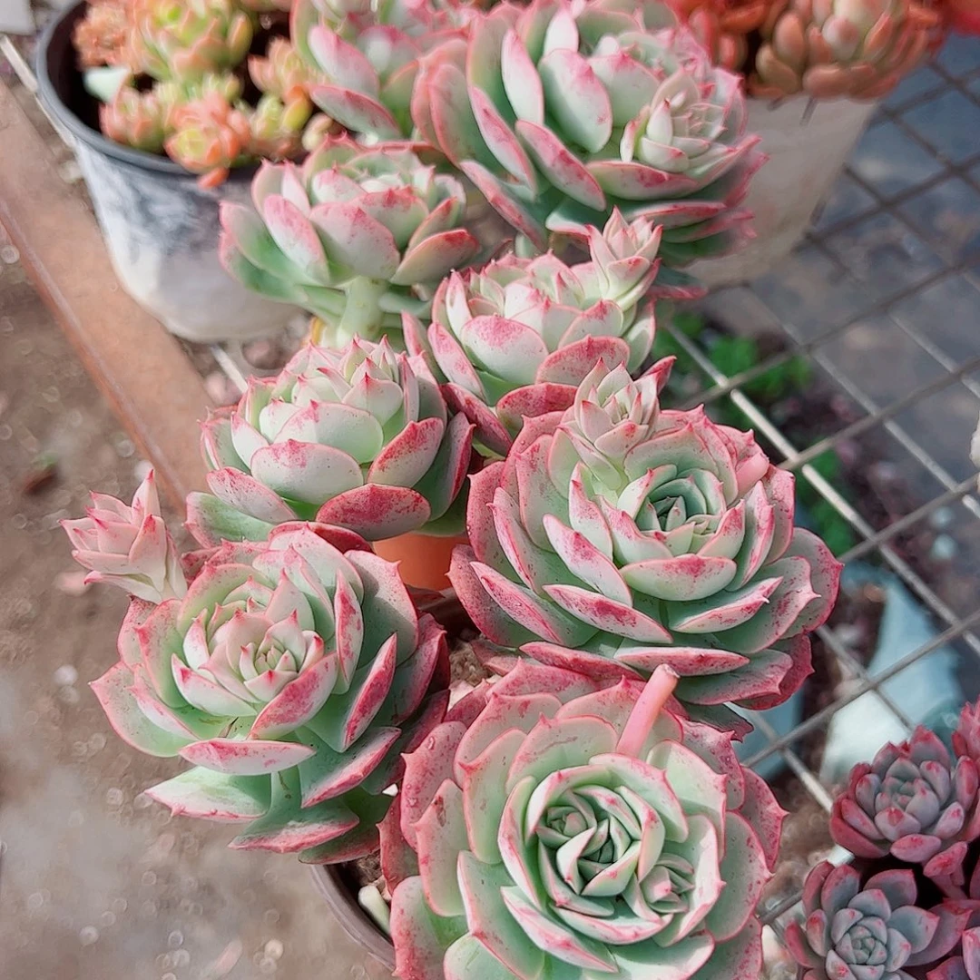 克罗地亚玫瑰多头二盆