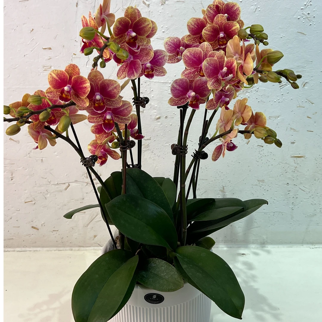 【金蝶】蝴蝶兰3.5杯带花带花苞室内盆栽花卉绿植兰花四季开花