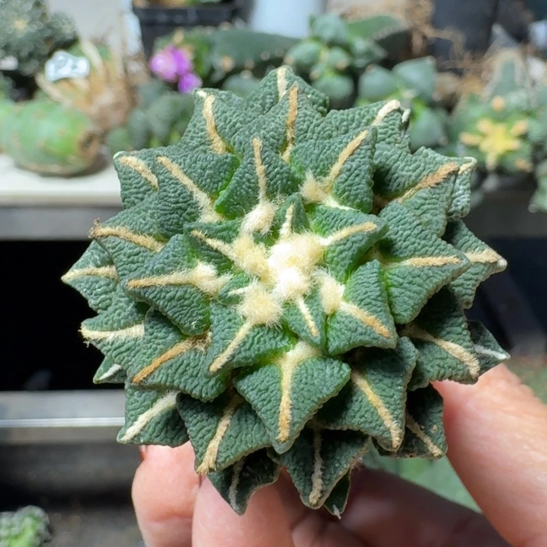 【闪购商品】无花朵泰系颗粒大尤黑082