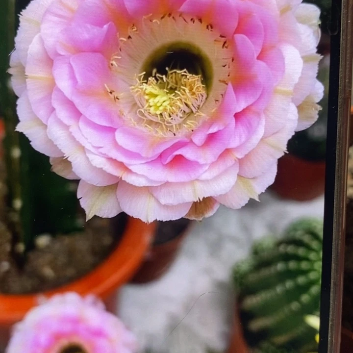 彩草520带根5公分左右