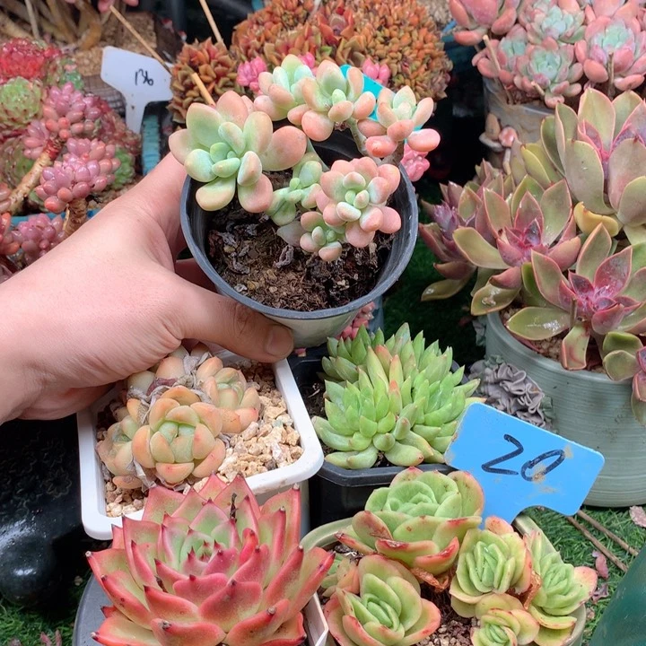 多肉植物一物一拍20