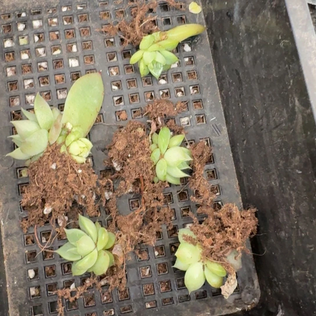 绿珍妮五颗量拍29-31