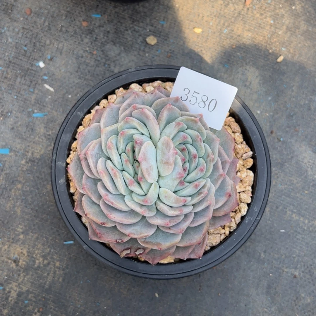 薇****63580多肉多多多多多