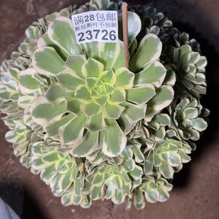 23726白凤多肉植物