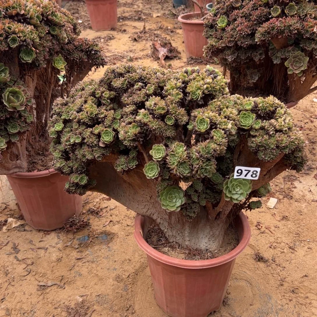 有伤万朵978冠服50厘米