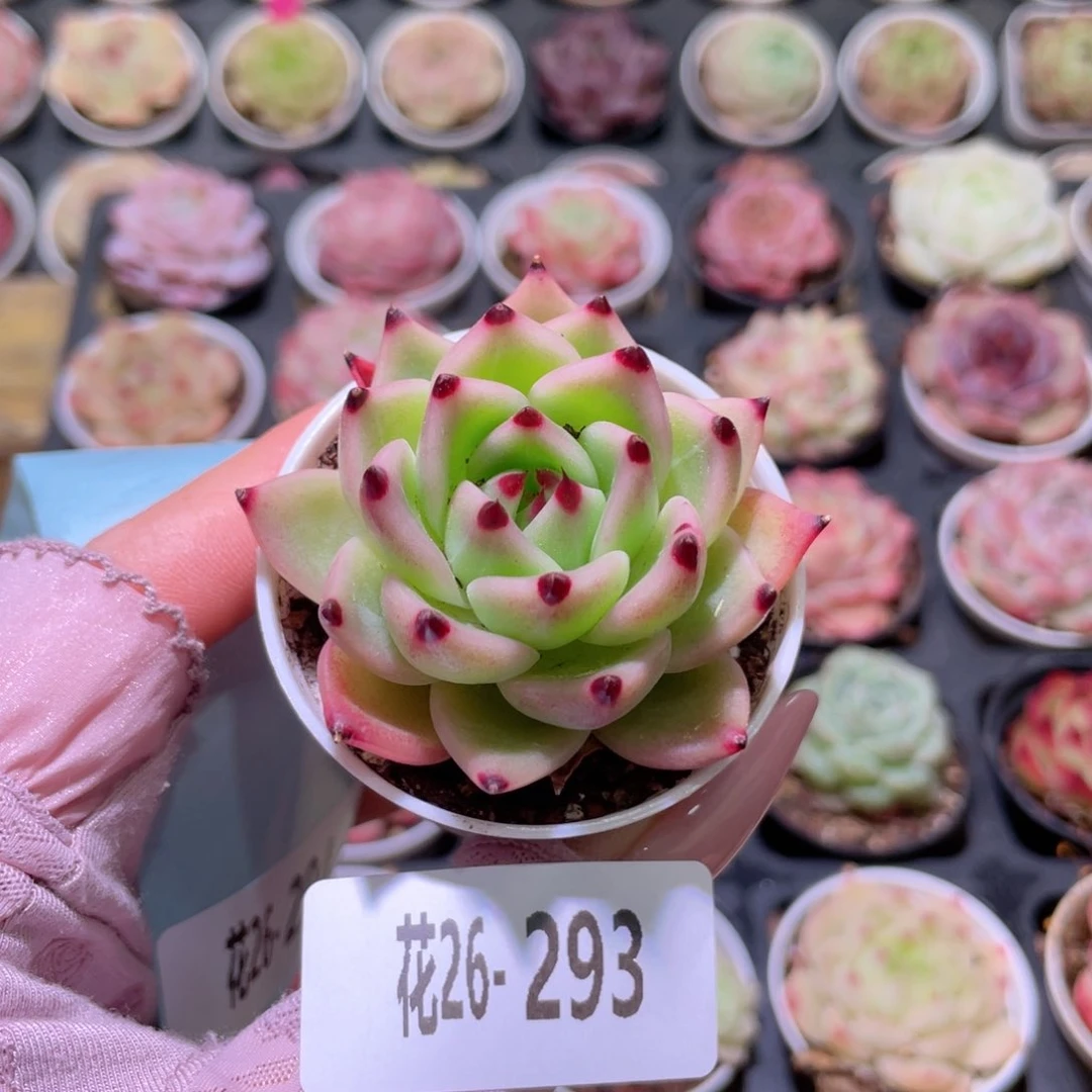 花利美26-293蓝龙