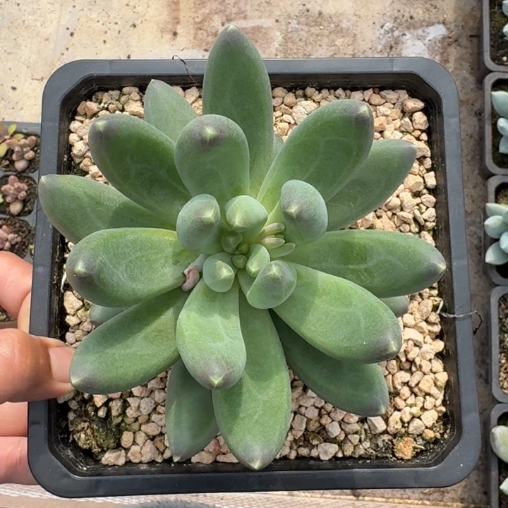 迷雾森林 单头 一物一拍