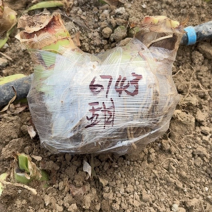 往****好甜蜜双胞胎包对版6743