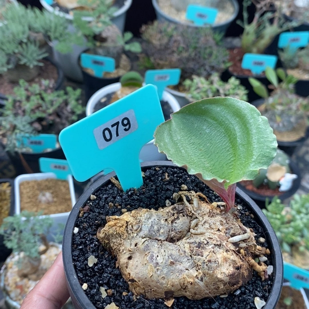 爱福利雾冰玉产地