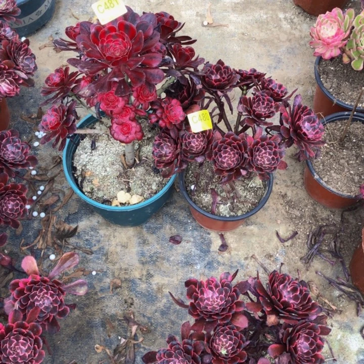 俩颗多肉4814800000000000