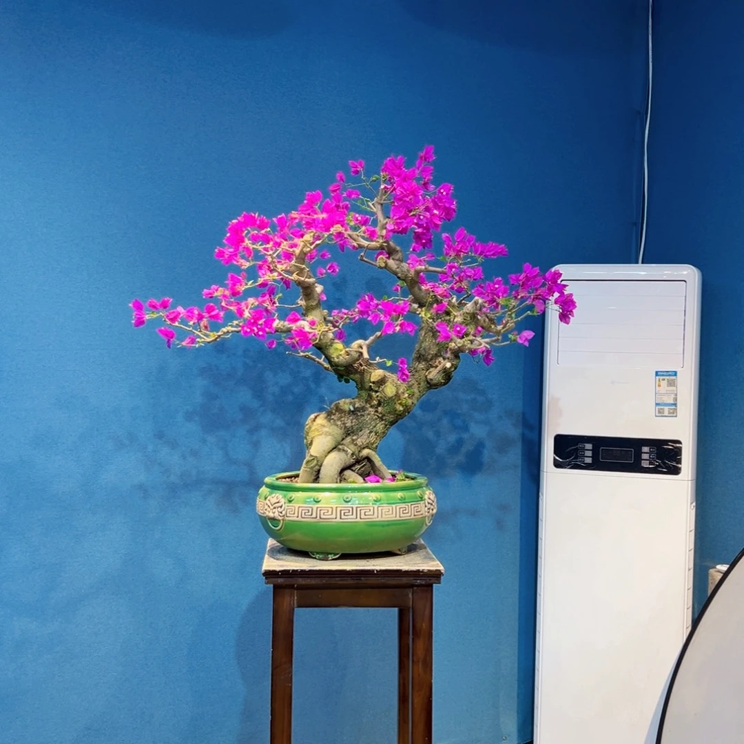 拼***搏无花朵小叶紫三角梅