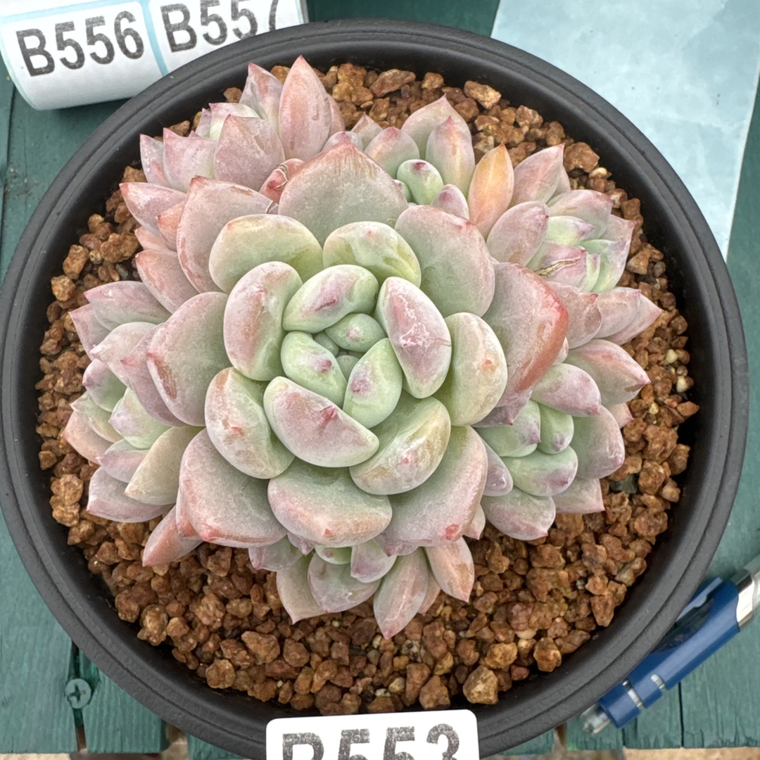 B553，太阳，多肉植物望舒