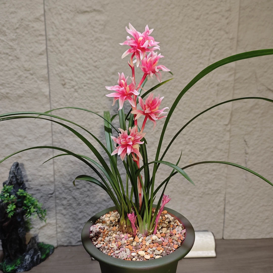 【凤鸣九天】名贵奇花 稀有 高端兰花 浓香 花期长