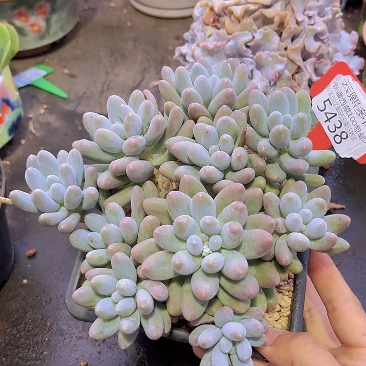 5438汤圆。