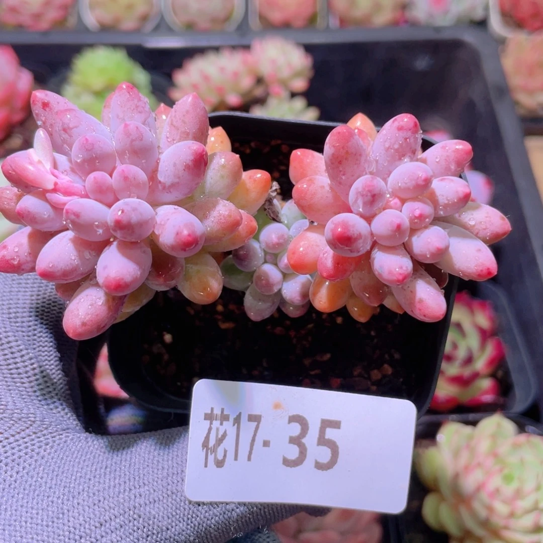 花利美17-35婴儿手指