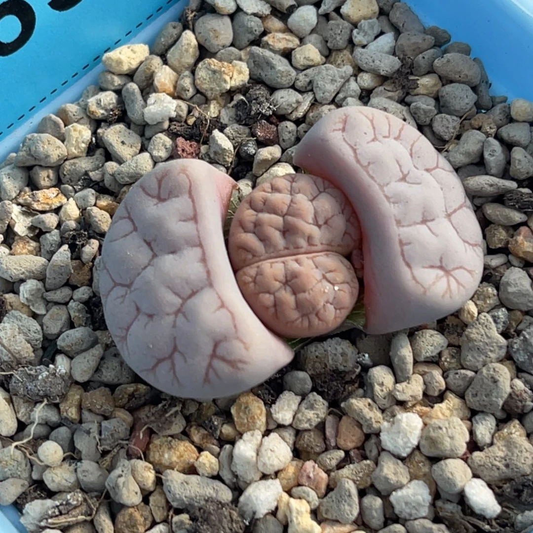9539粉色脑纹荒一颗