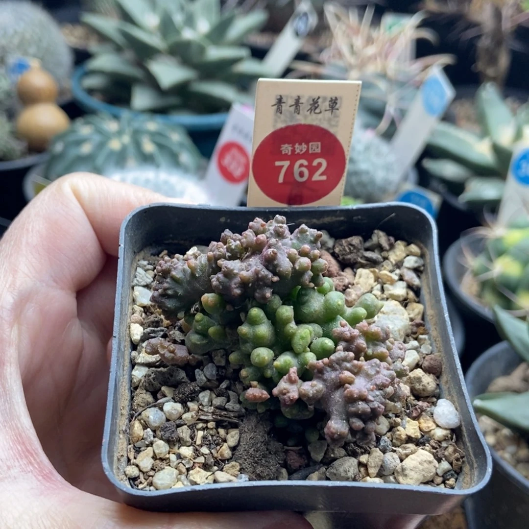 程程柱石化群一颗仙人球