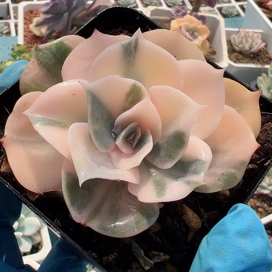 双子座锦，花脸锦