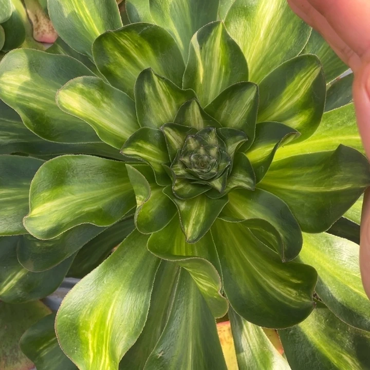 31宽燕子中班法师锦锦