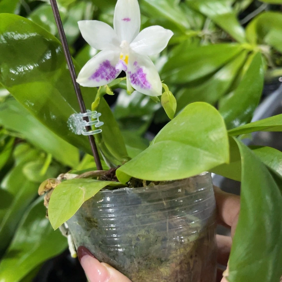 无花朵蝴蝶兰原生蘑菇盾