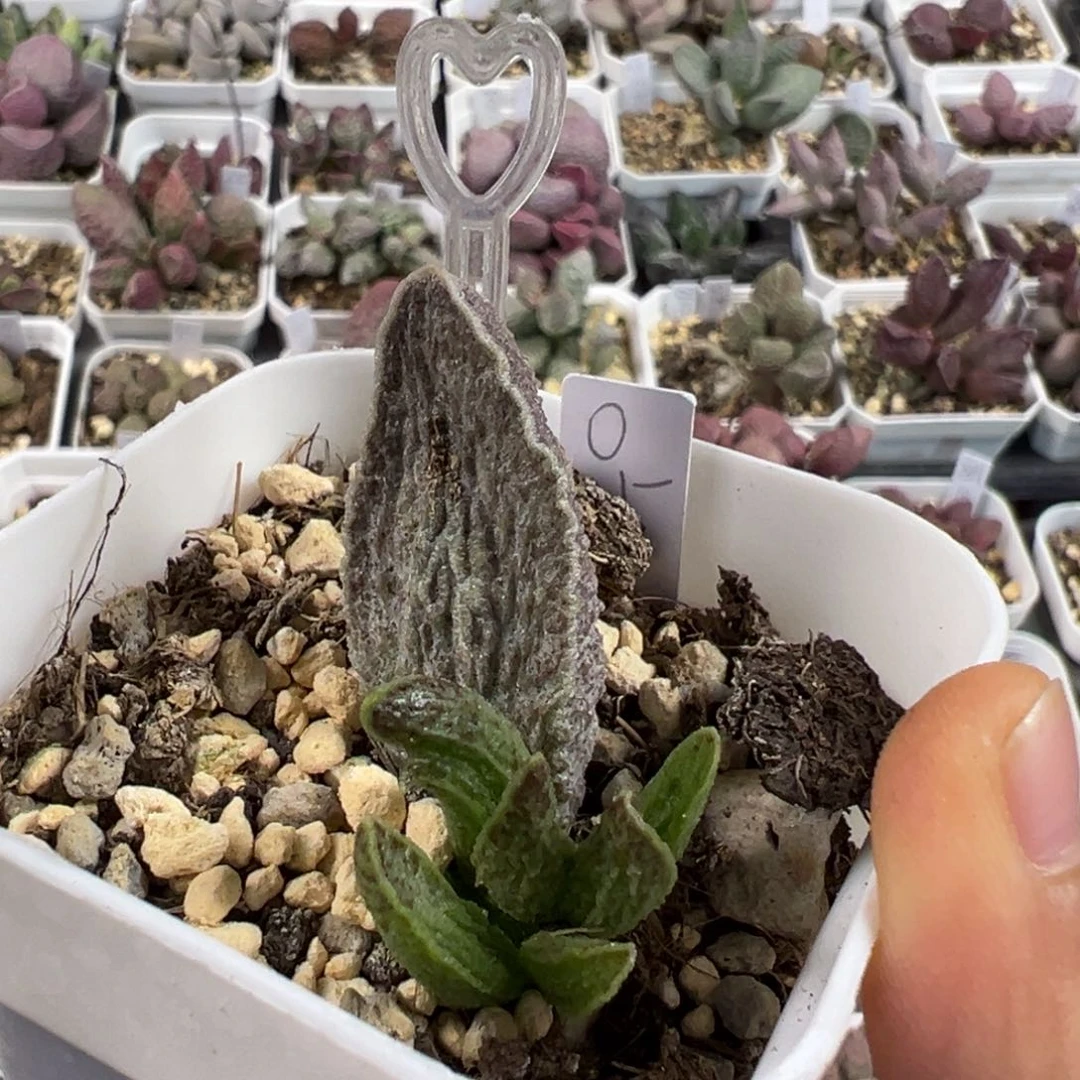 实生新品多肉植物水泡