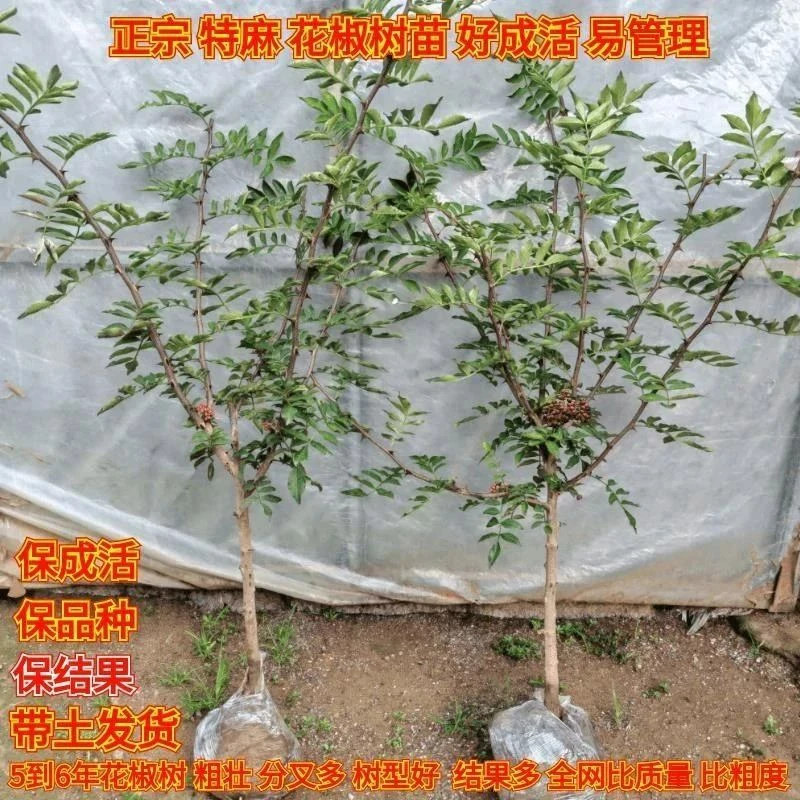 四川新鲜现挖九叶青花椒苗麻椒树苗青花椒树苗花椒树大红袍花椒苗