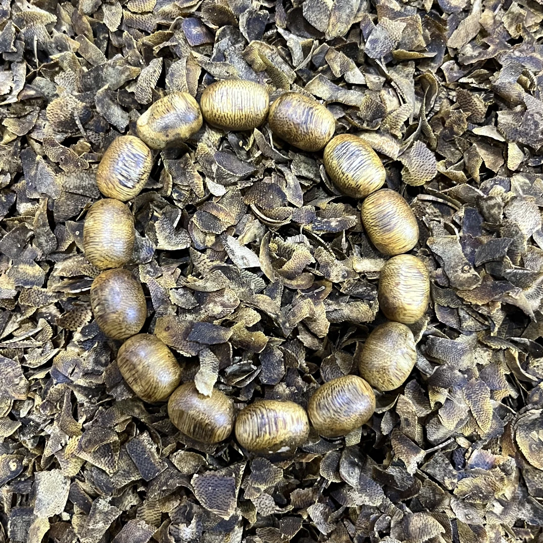 沉香海南乌身白奇多样性发一