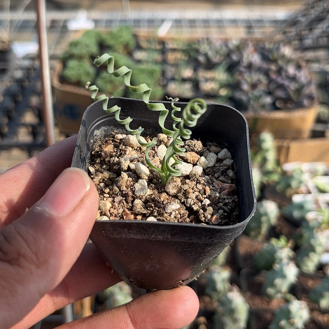 卷叶弹簧草单头发货