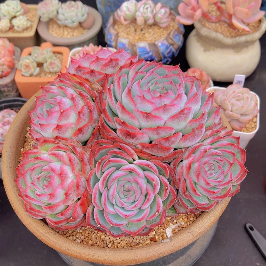 用****6侧影，多肉植物