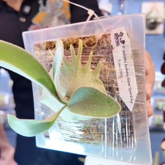 完全开放鹿王 ar 孢子苗鹿角蕨